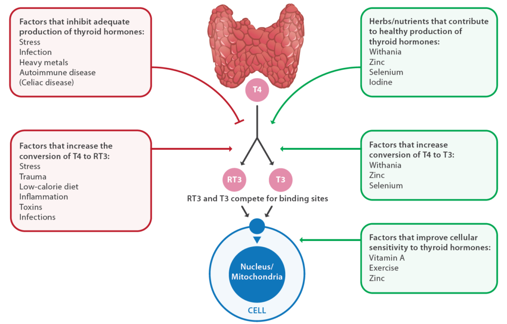 Thyroid Module 2 Chemaine’s Model Health